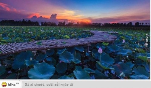 20 bức ảnh đẹp nhất về hoa sen Đồng Tháp Mười